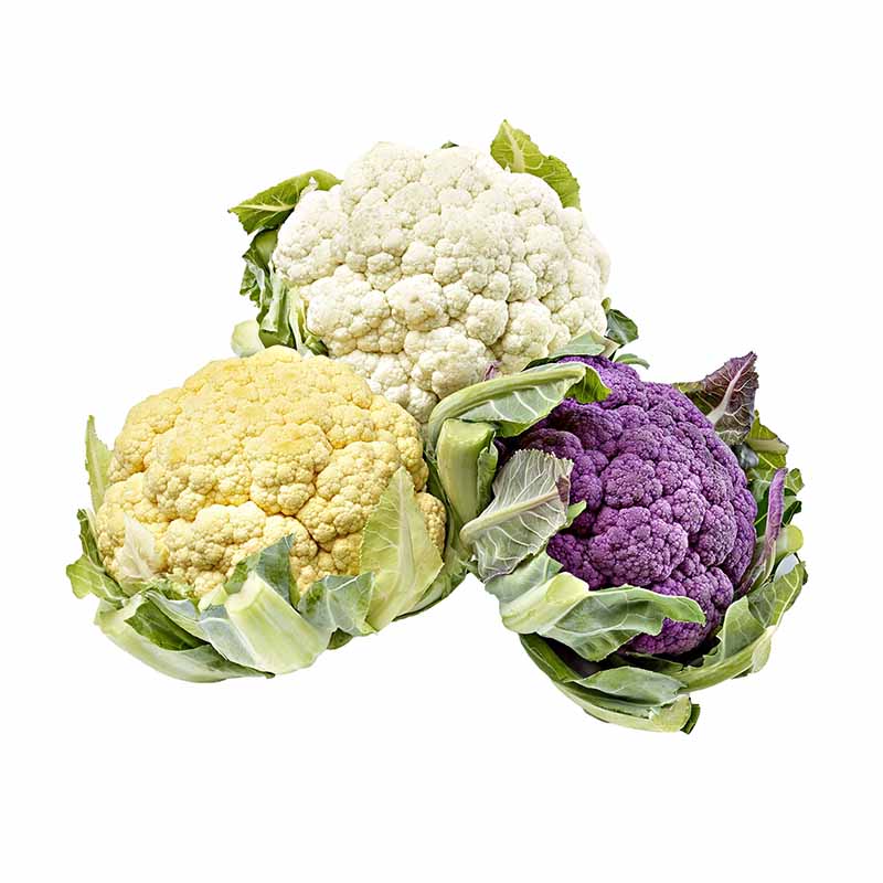 BLUMENKOHL-MIX-3-FARBEN-MIX-