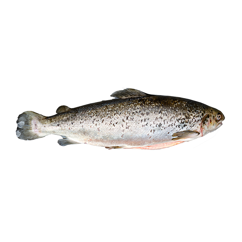 Lachs