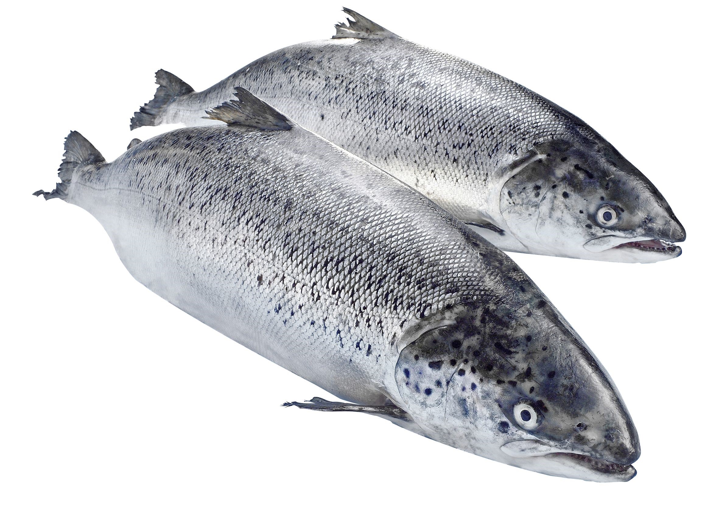 Lachs Label Rouge "Zucht"