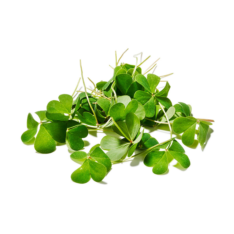 Feuilles d'Oxalis vertes