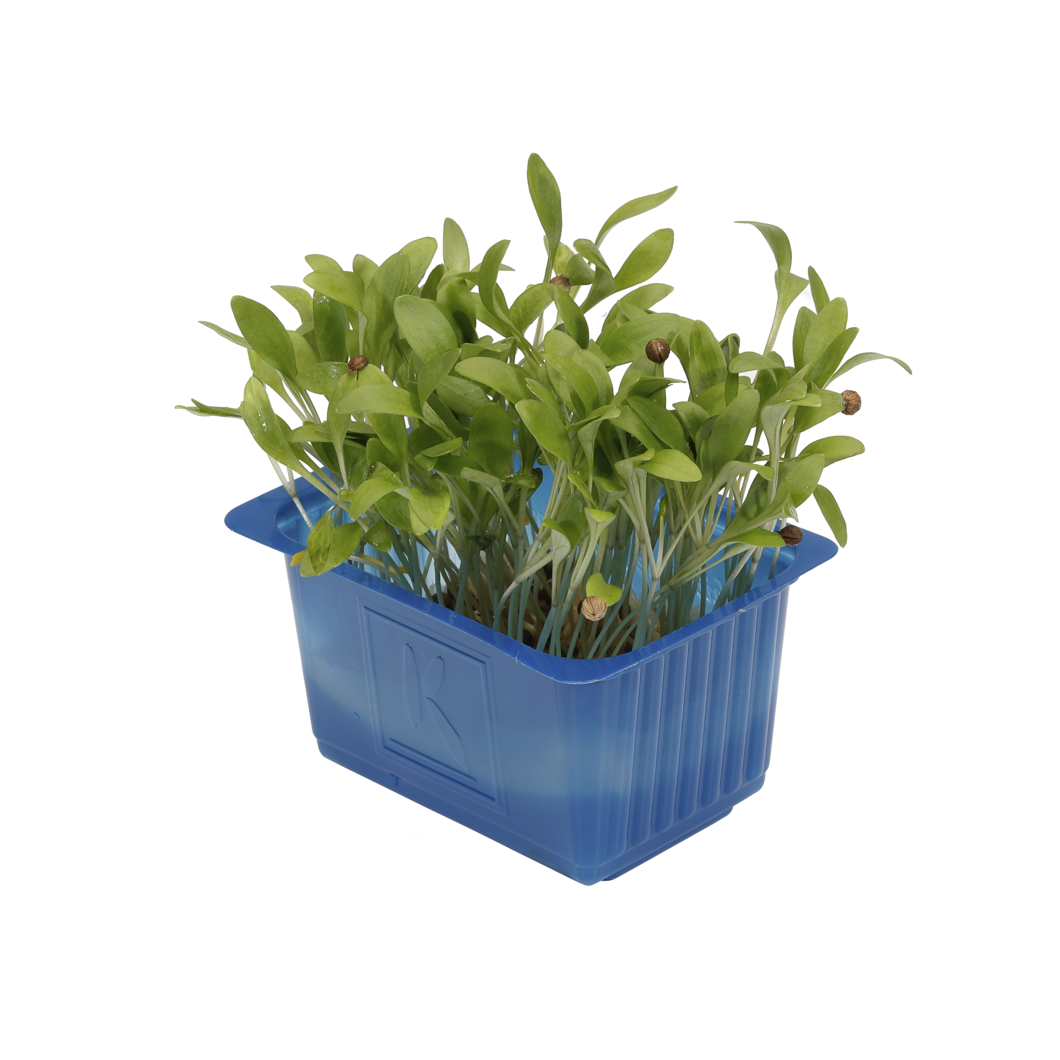 Koppert Korianderkresse Ghoa Cress