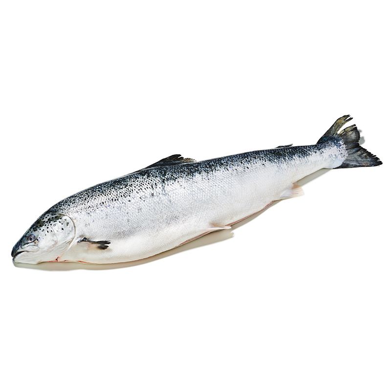 Lachs "Zucht"