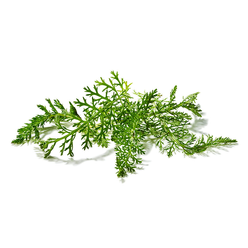 Schafgarbe