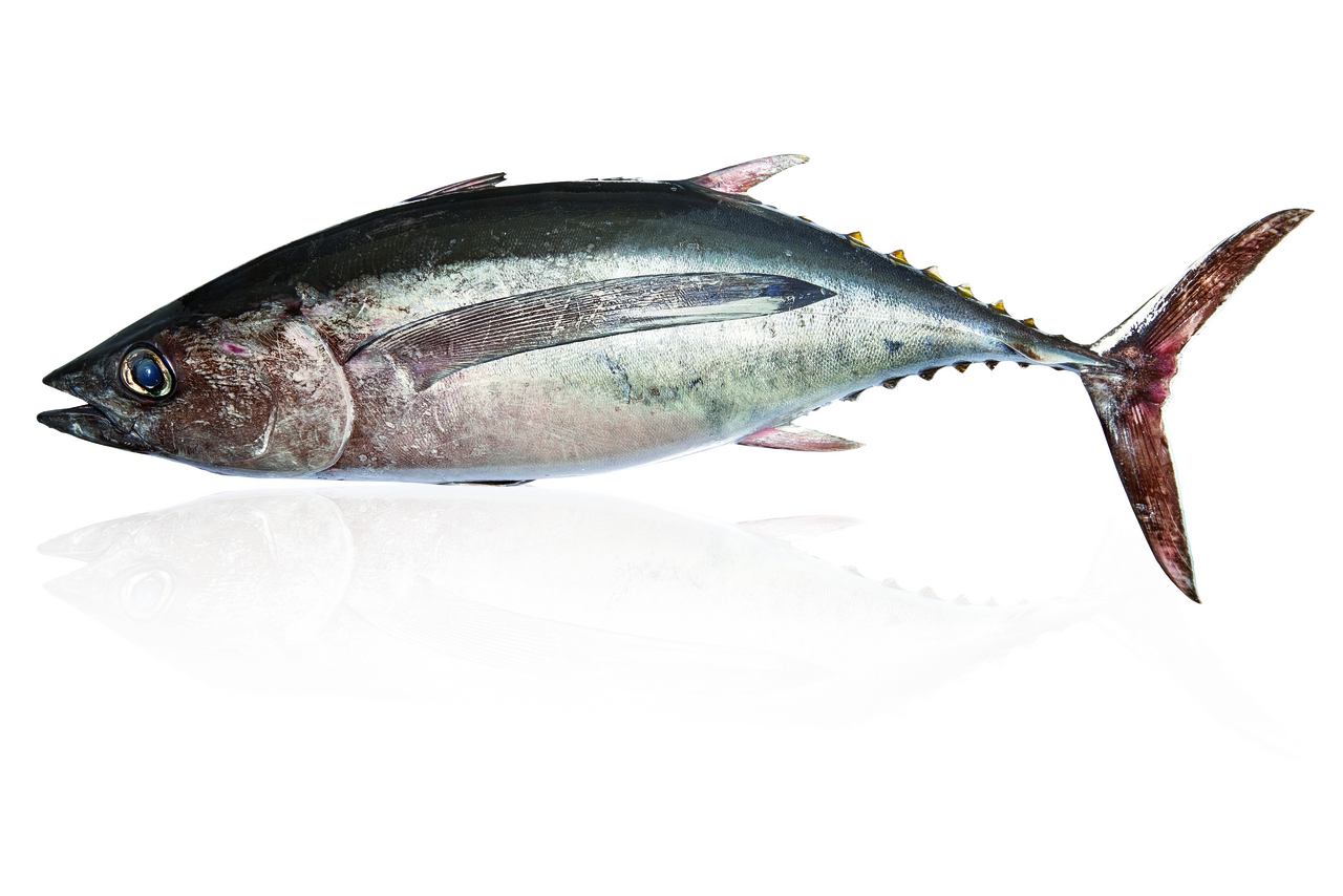 Bonito