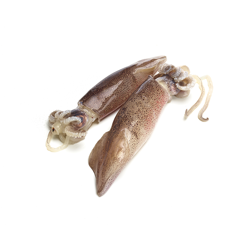 CALAMARETTI