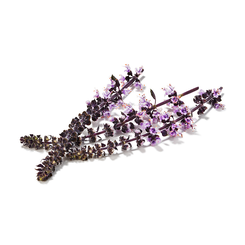Zallotti Blossom "Koppert Cress"