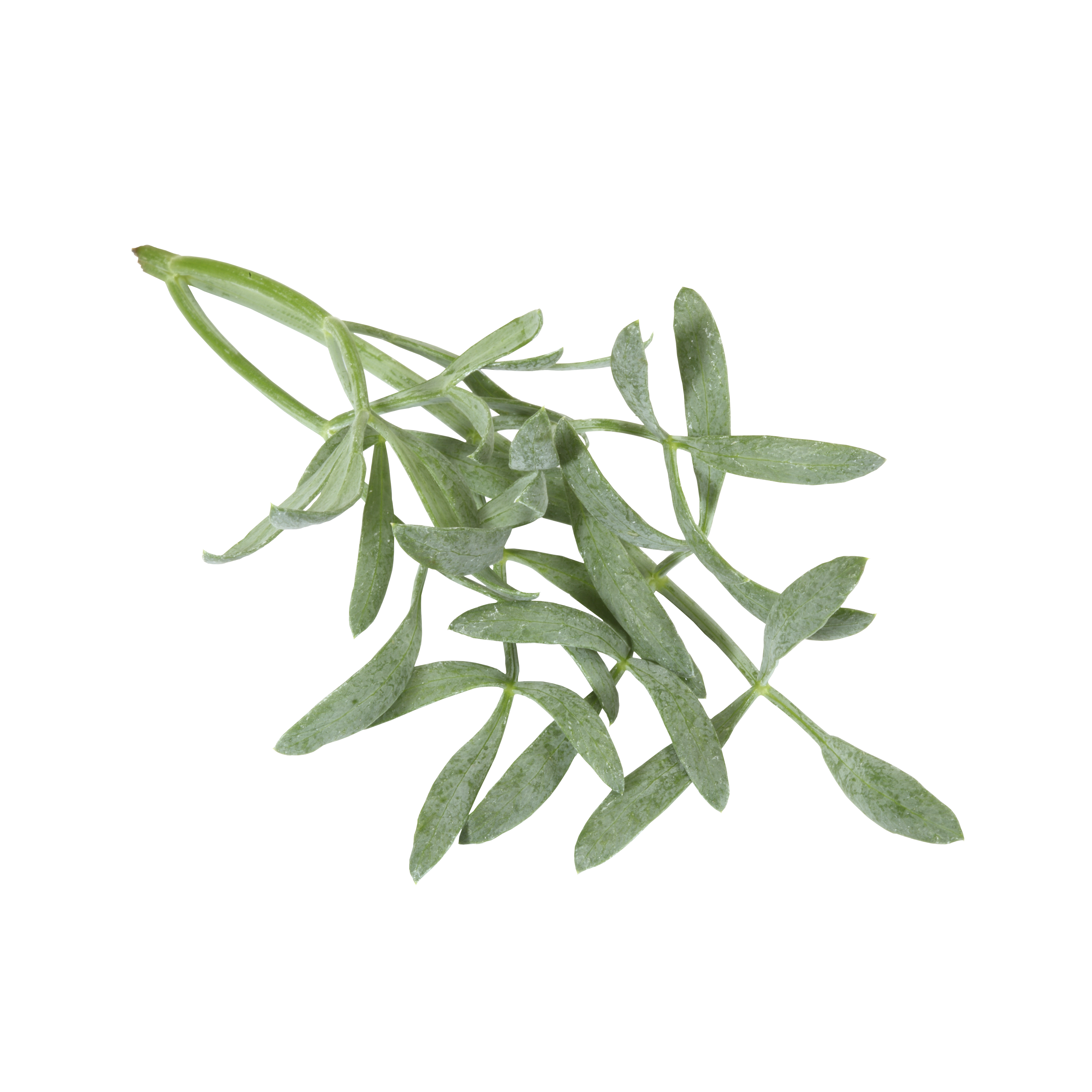 Sea Fennel "Koppert Cress"