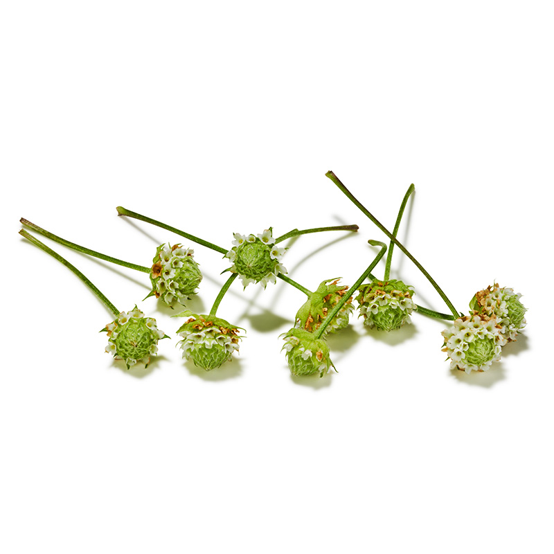 Dushi Button "Koppert Cress"