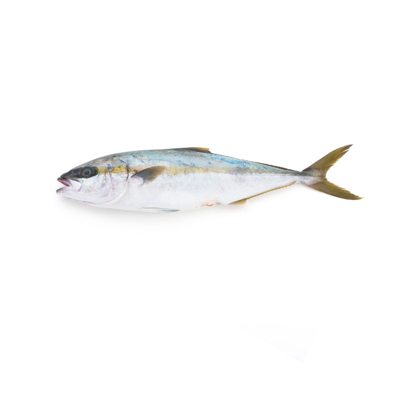 KINGFISH