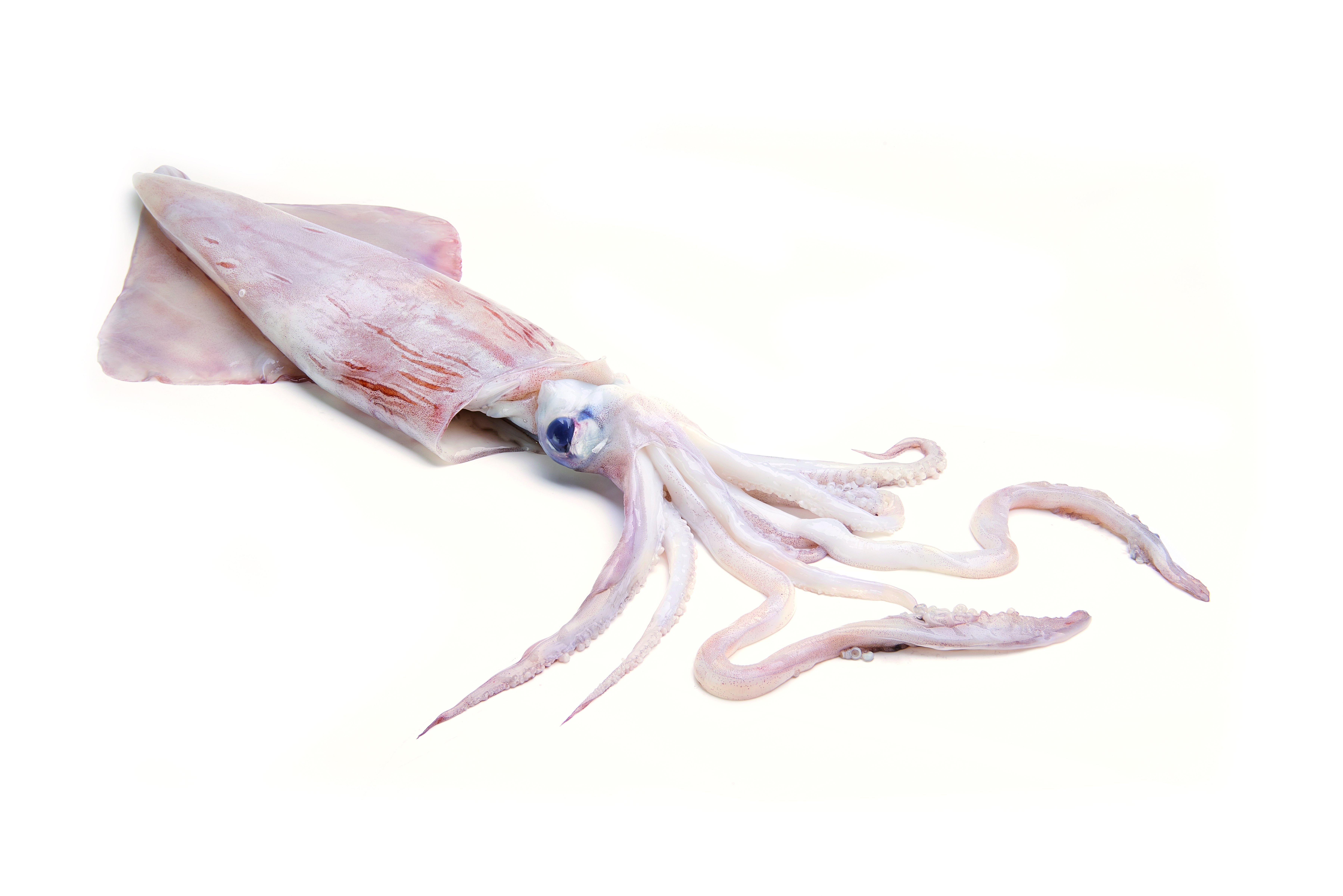 Calamares geputzt