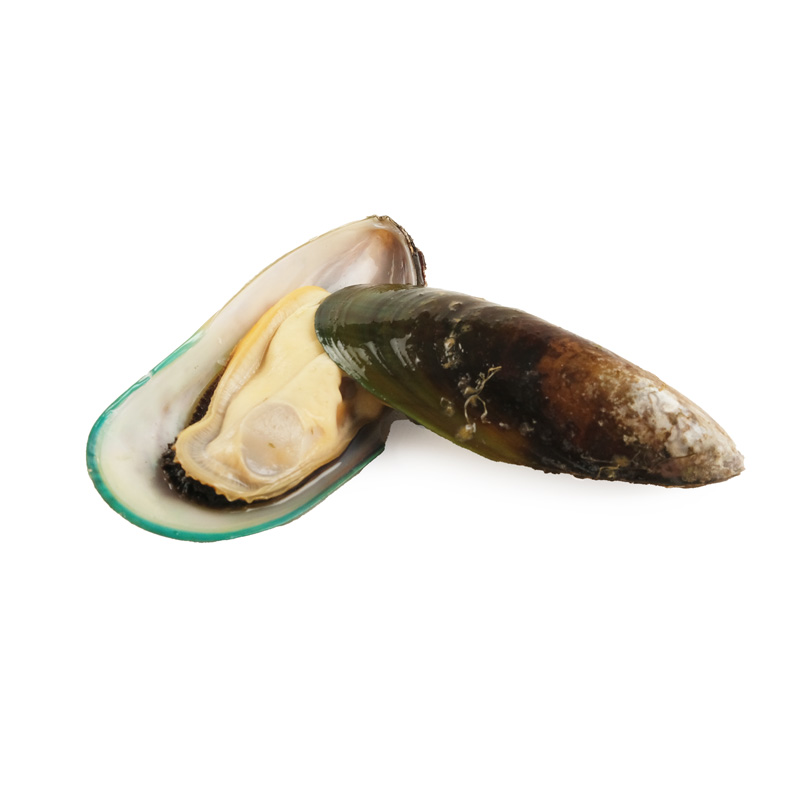 TK-Gr-ne-Muscheln