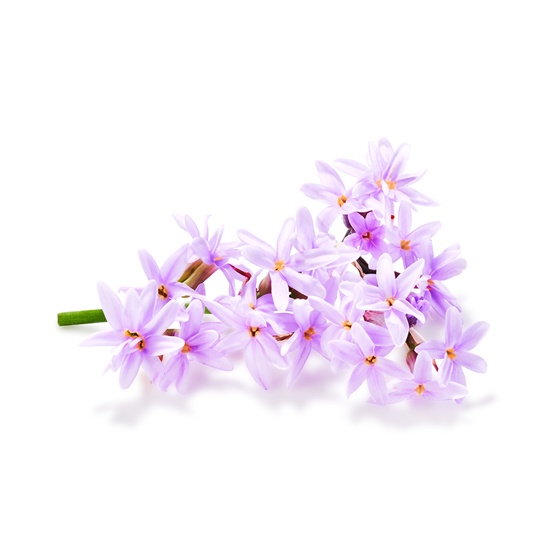 Bio Knoblauchblüten
