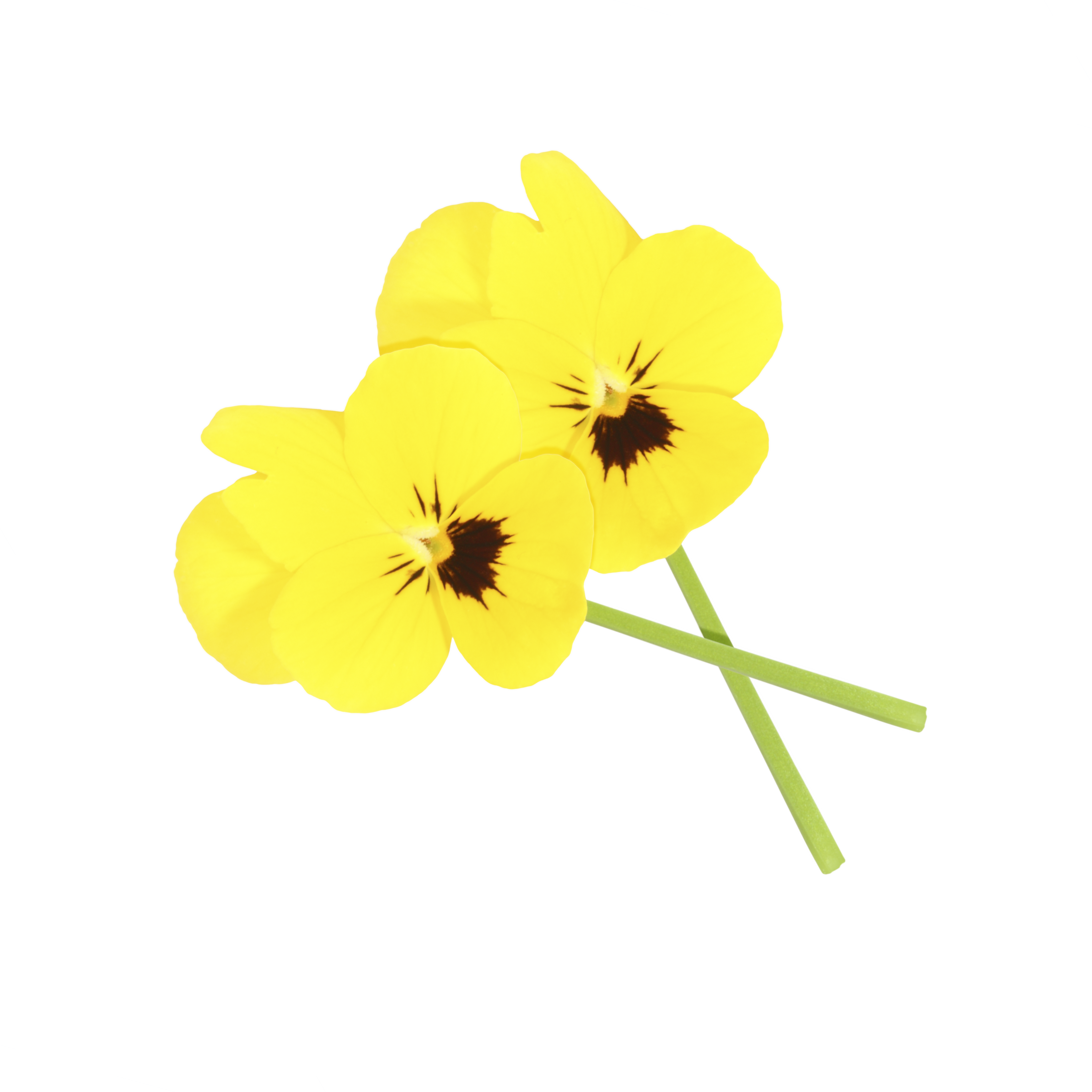 CornabriaBlossom