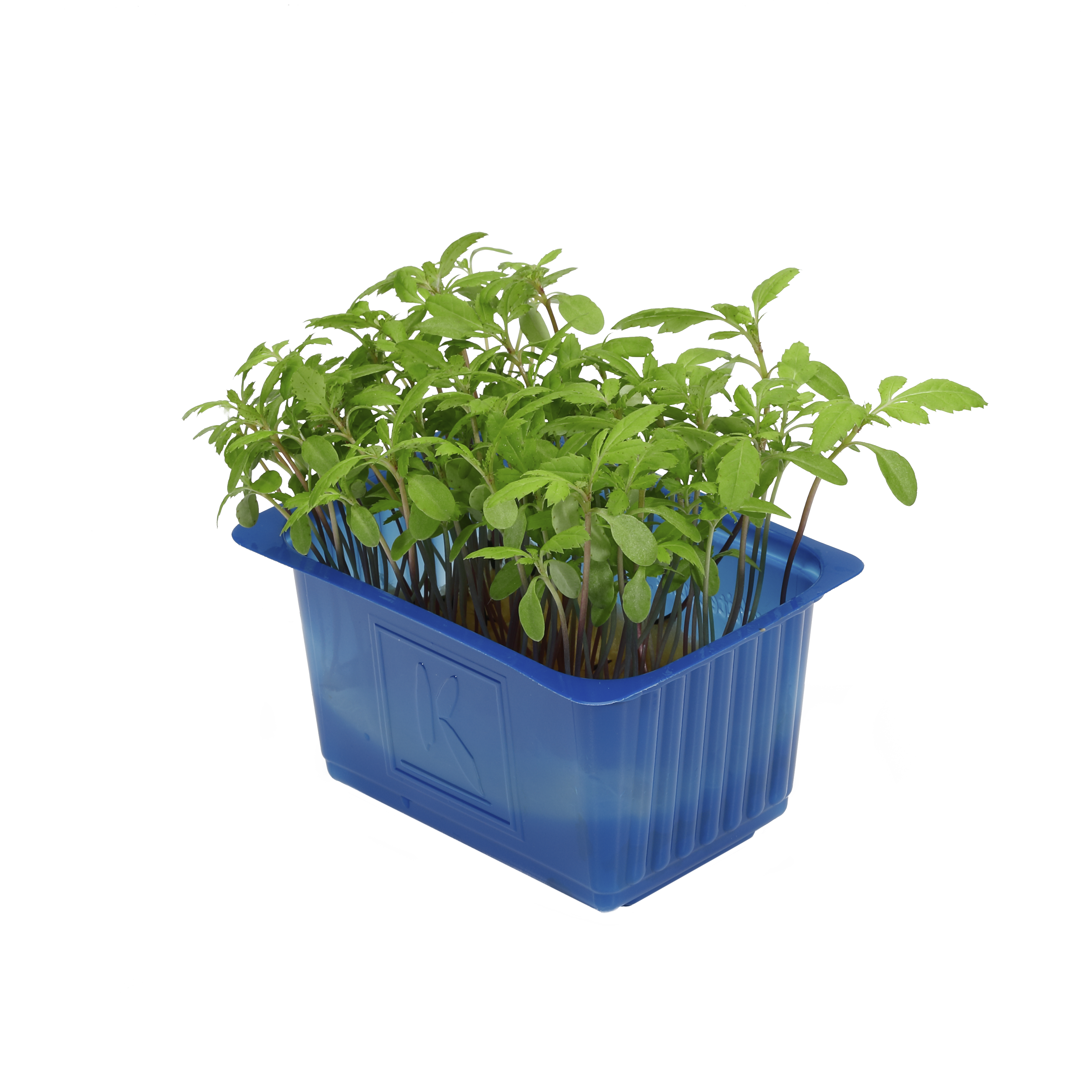 Aclla Cress "Koppert Cress"
