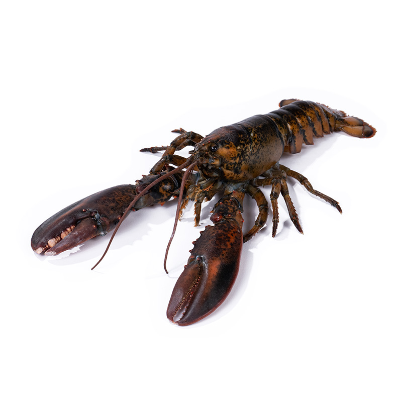 MSC Homard entier cru UHP