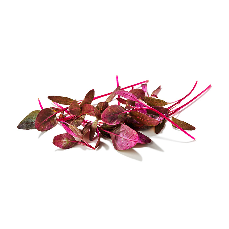 Micro Amaranth rot "Keltenhof"