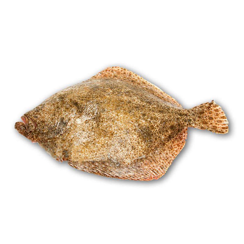 Steinbutt 4-6kg Bretagne