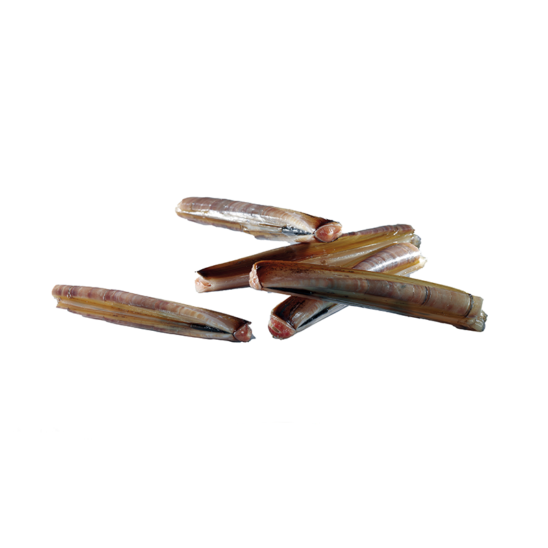 Schwertmuscheln-