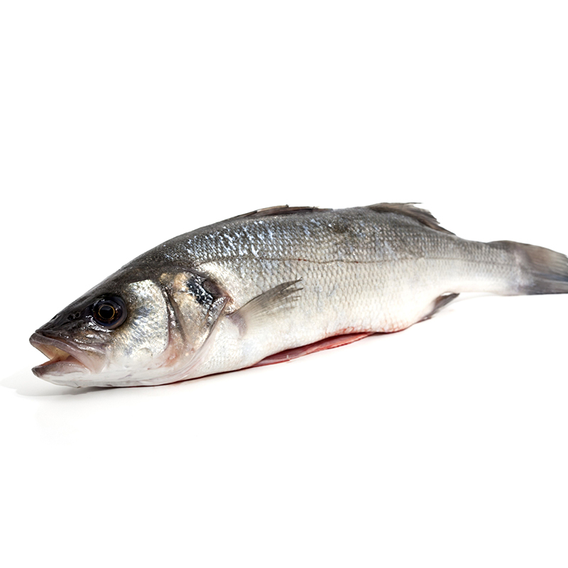 Loup-Bar 2-3kg Aqua ES