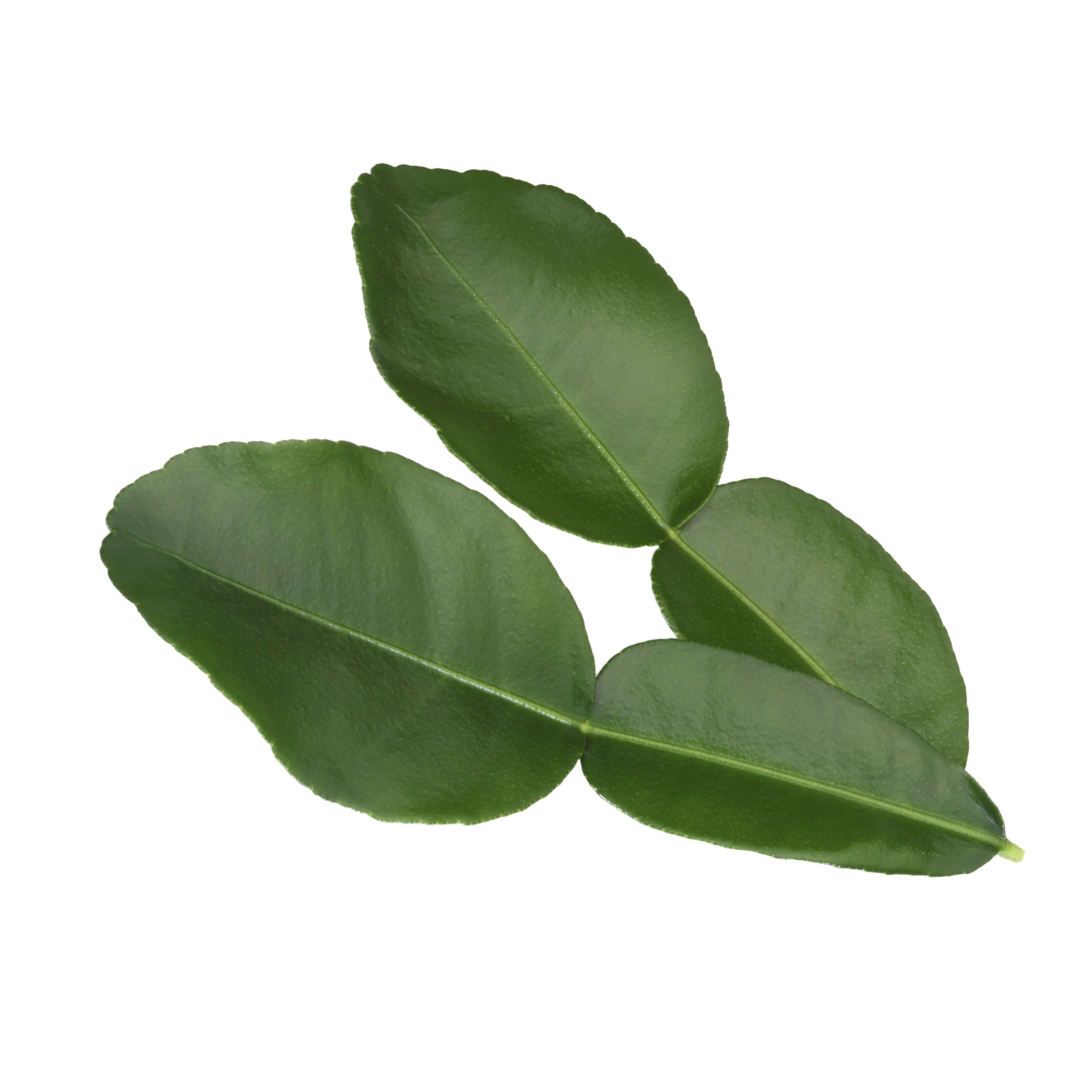 Koppert Kaffir Limonenblätter