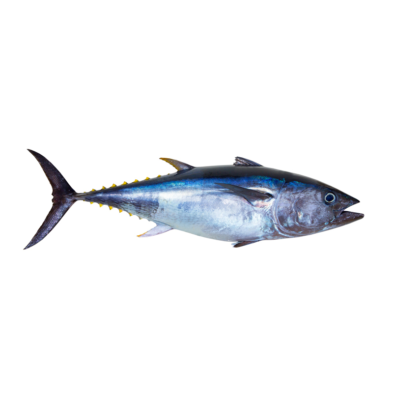 Bluefin-Tuna-AD-