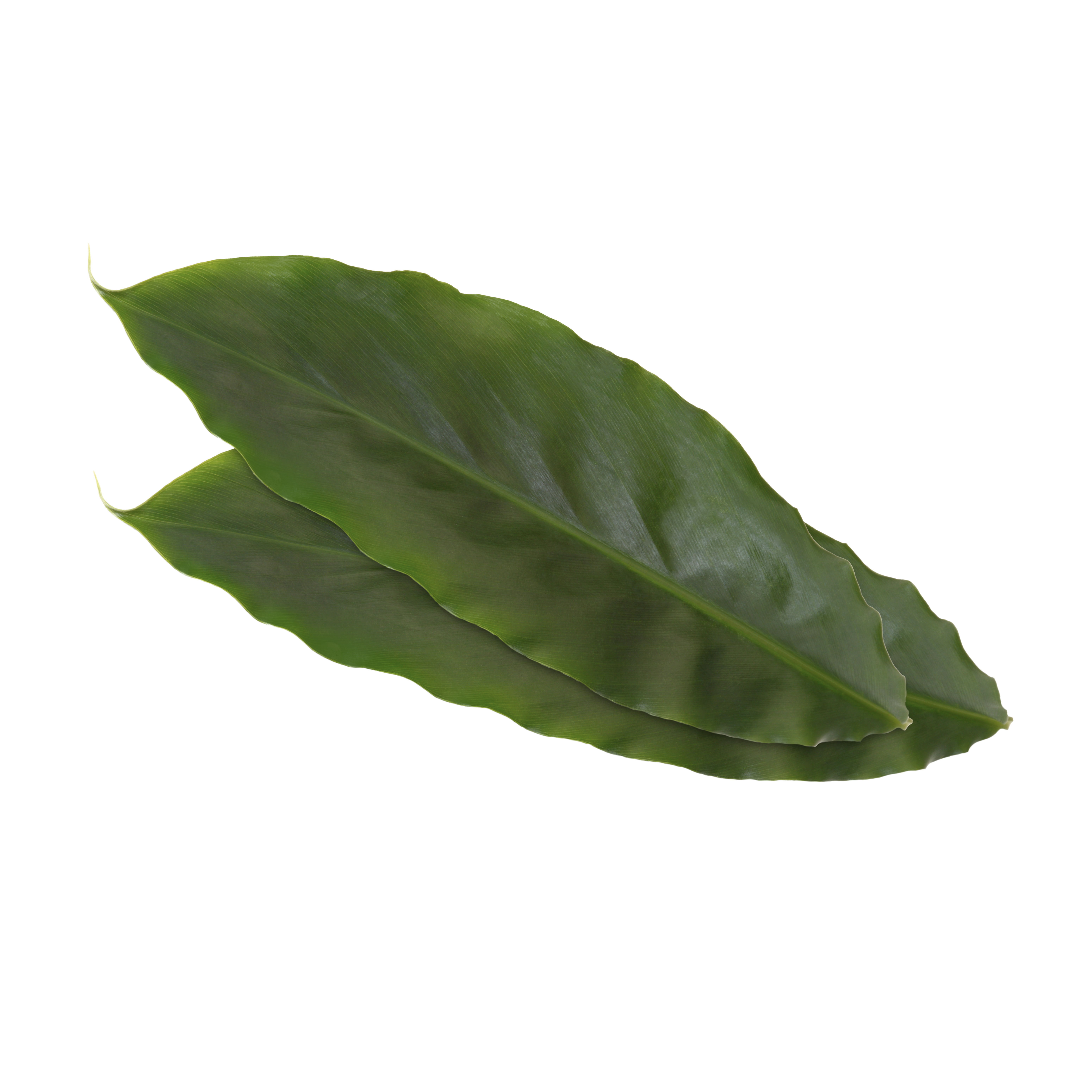 Kardamom Blätter "Koppert Cress "