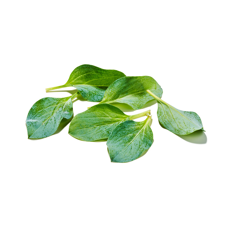 Koppert feuilles d'huîtres
