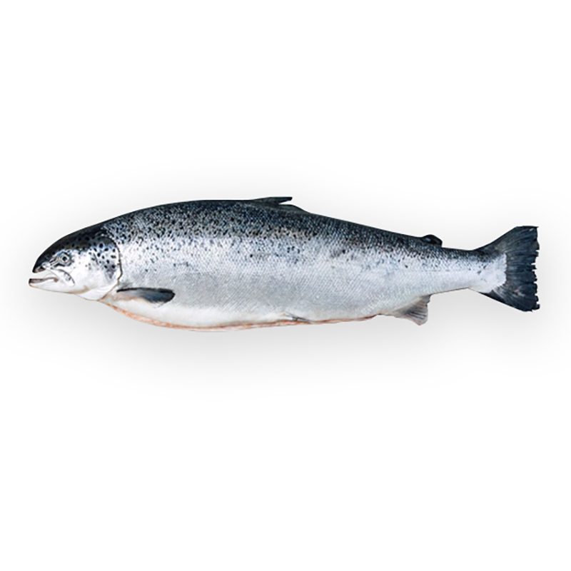 Lachs 3-4kgStk Label Rouge GB