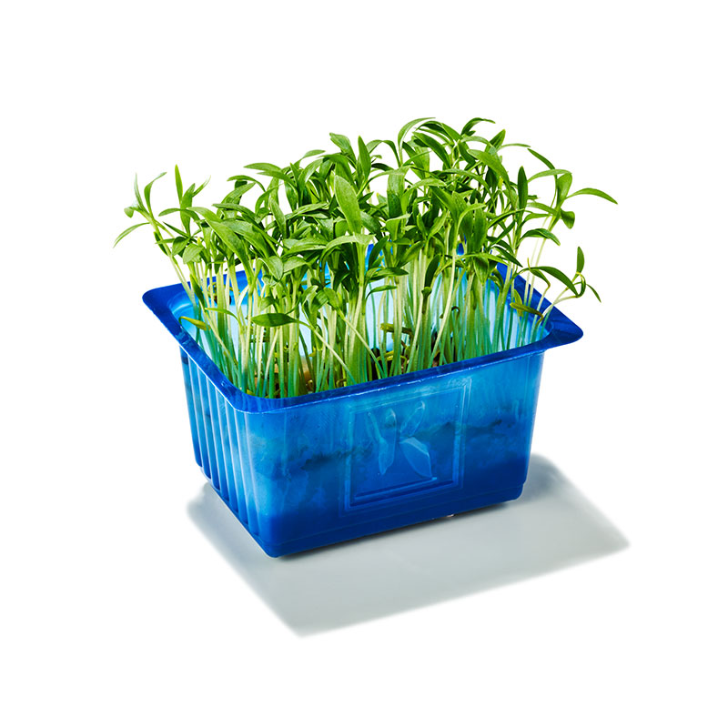 Koppert Korianderkresse Ghoa Cress