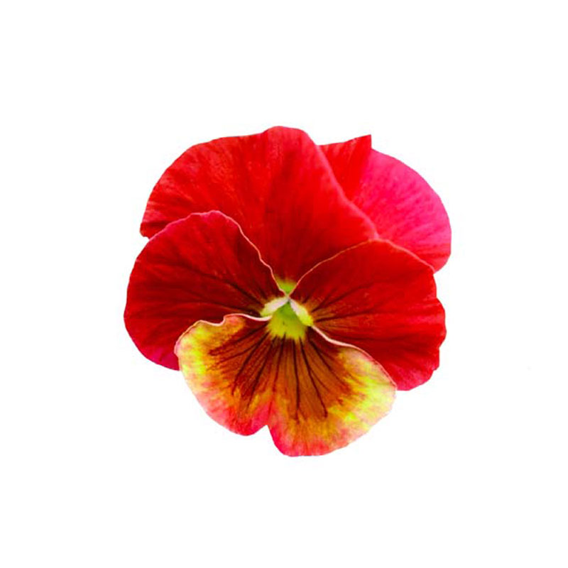 Stiefmütterchen rot