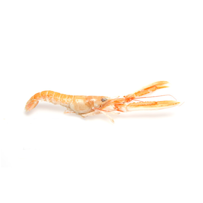 Scampi ganz 13/15
