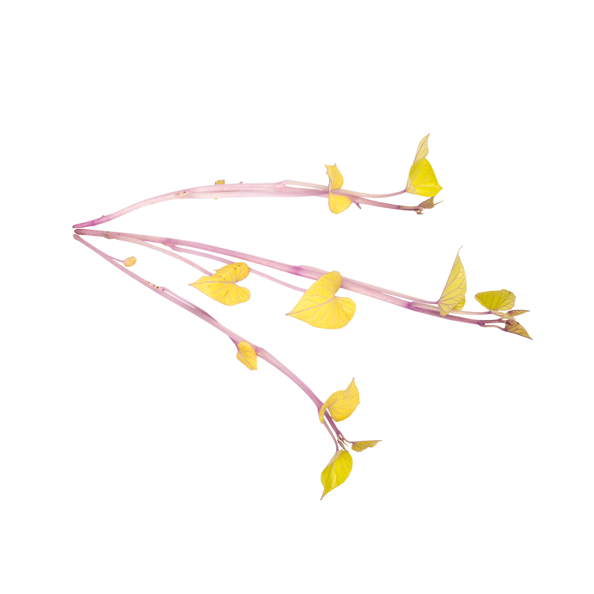 Sweet Peeper Cress "Koppert Cress"