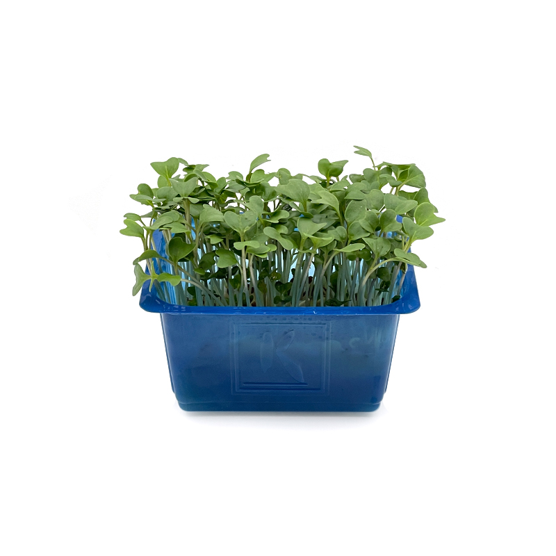 Cresson de brocoli  "Koppert Cress"