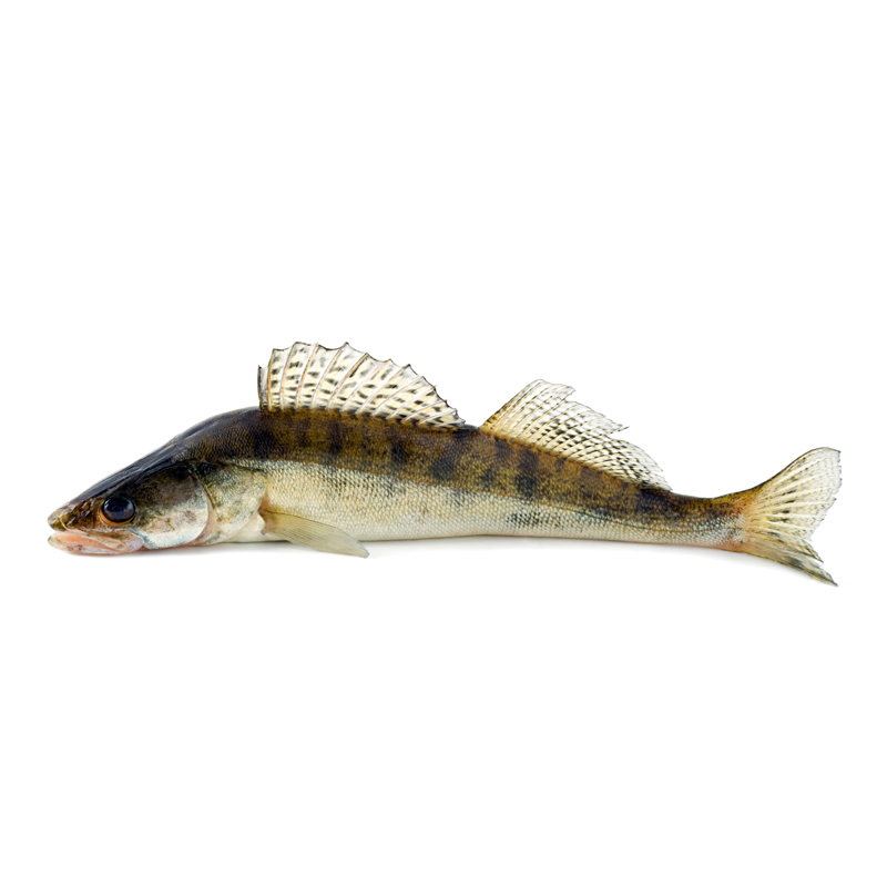 Zander-Alpenzander_AD-