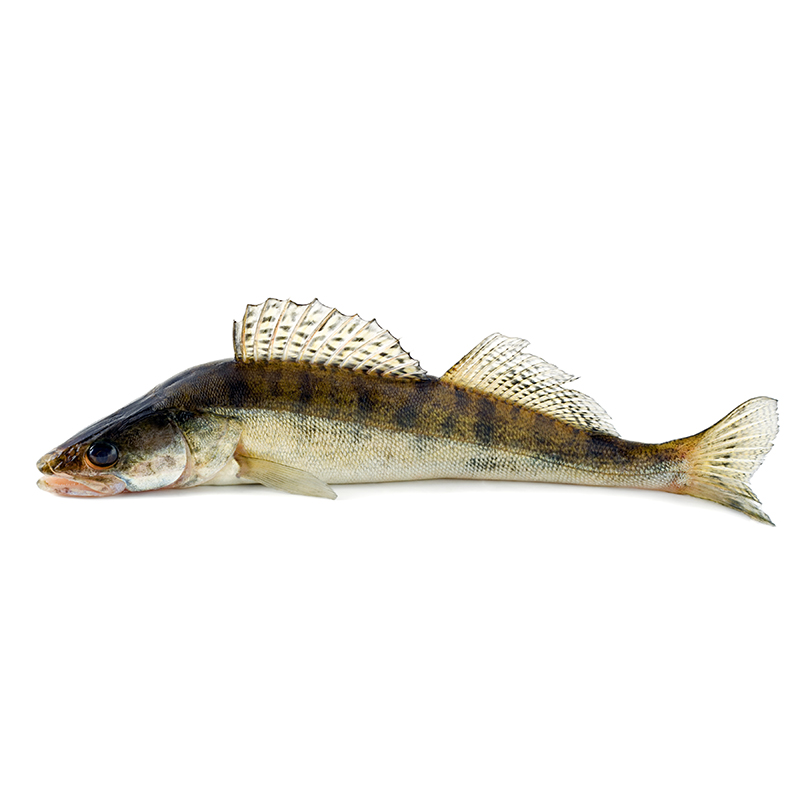 Zander