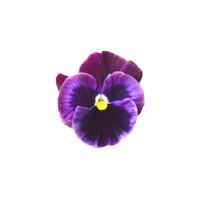 Stiefmütterchen violette