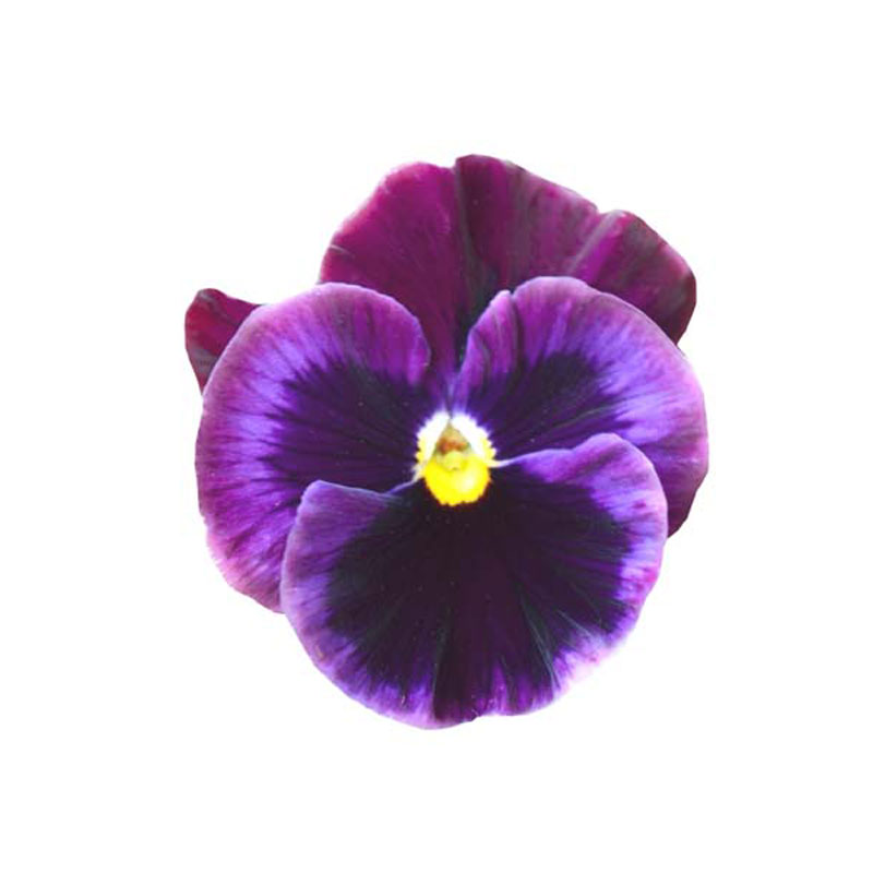 Stiefmütterchen violette