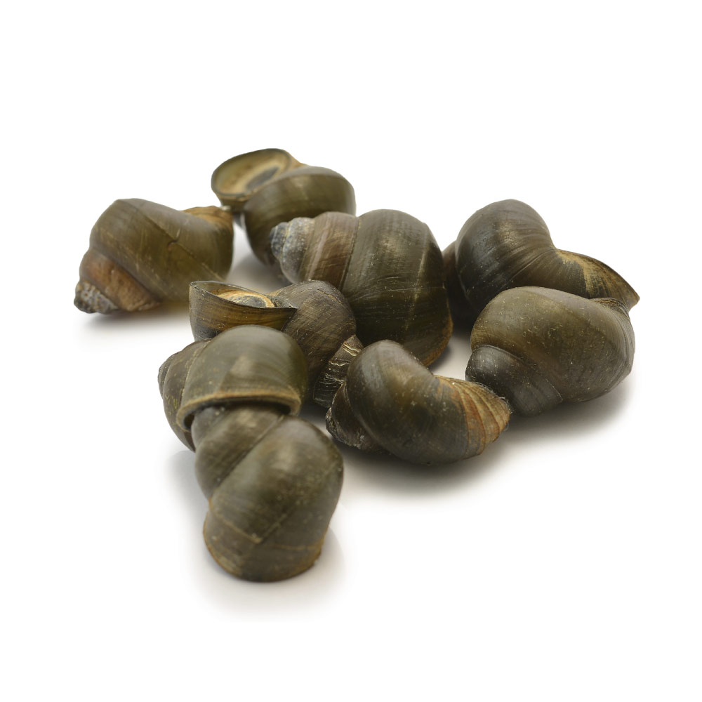 Bigorneau -Strandschnecke-MD