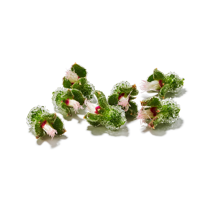 BlinQ Blossom "Koppert Cress"