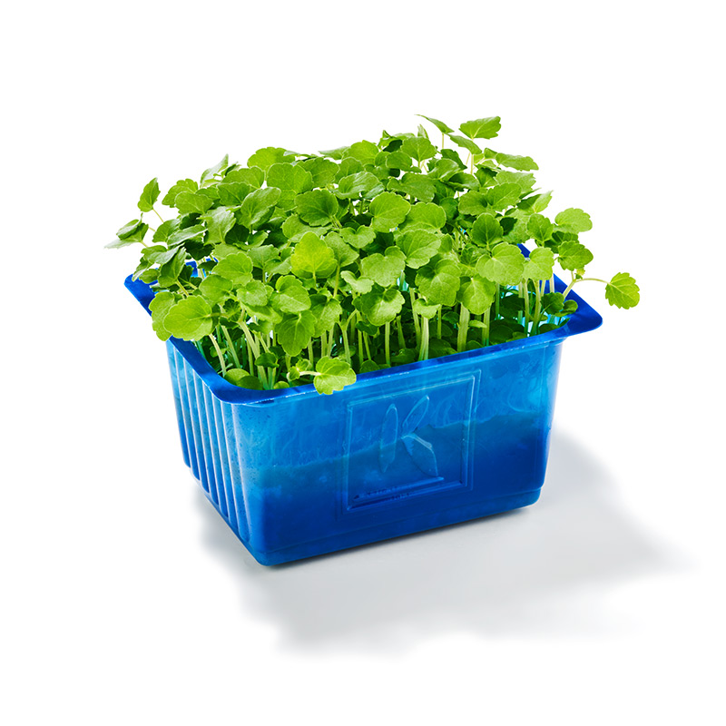Atsina Cress "Koppert Cress "