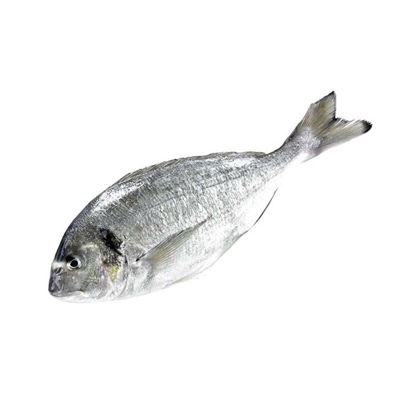 Dorade Royal