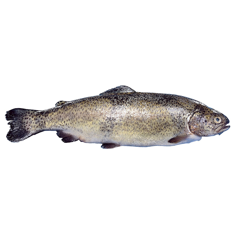 FJORD LACHSFORELLE