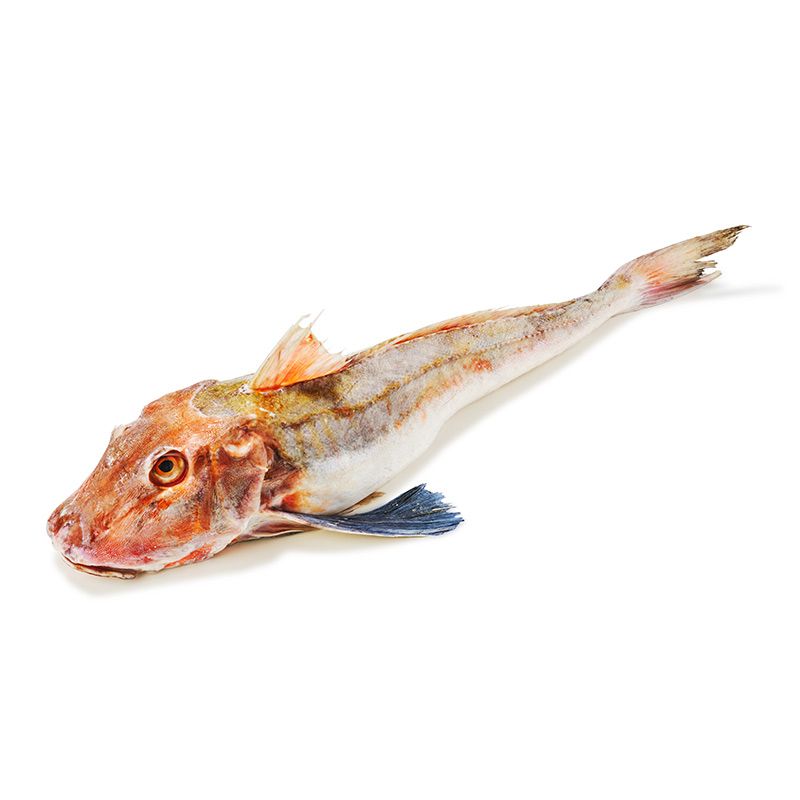 Knurrhahn ganz