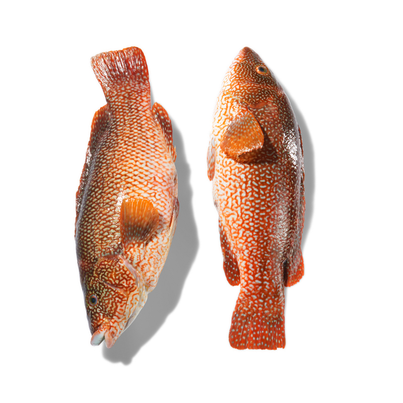 Lippfisch-gefleckt-MD-