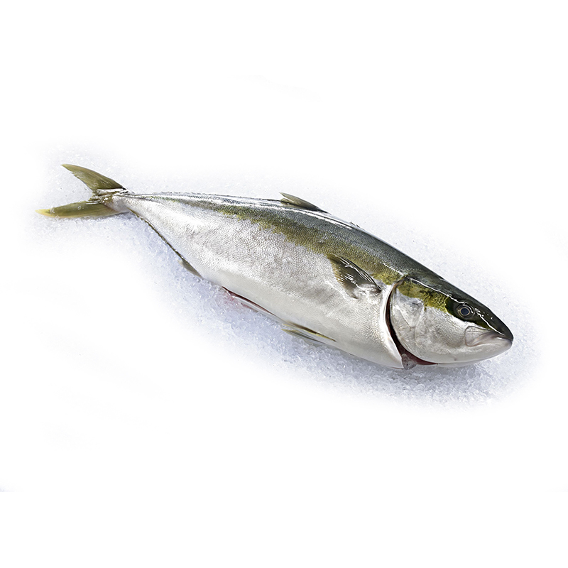 KINGFISCH AUSGENOMMEN