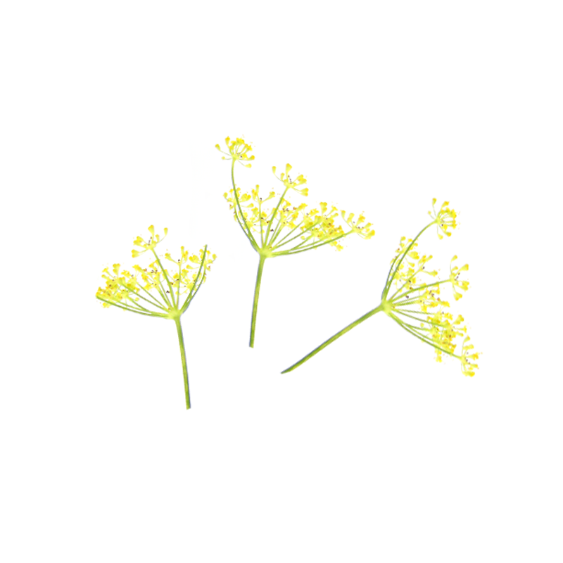 Fenchelblüten-gelb-AD-
