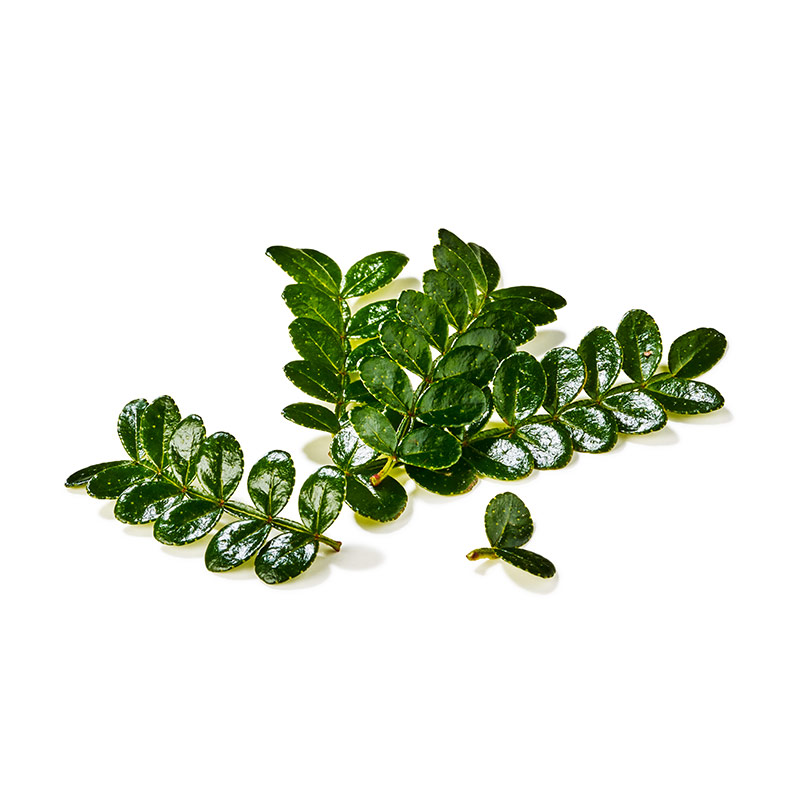 Sansho Leaves
