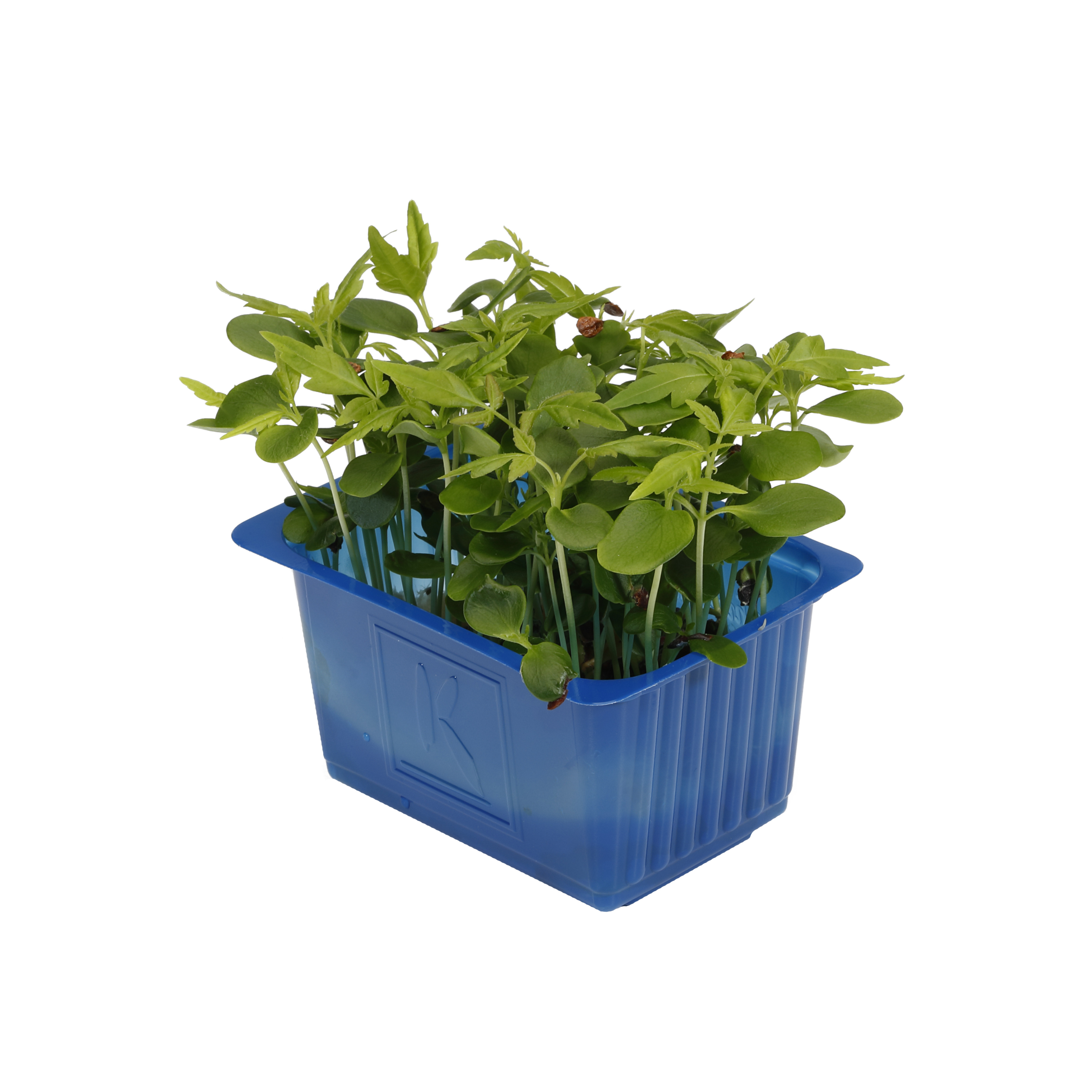 Tahoon Kresse Bucheckern Kresse "Koppert Cress "