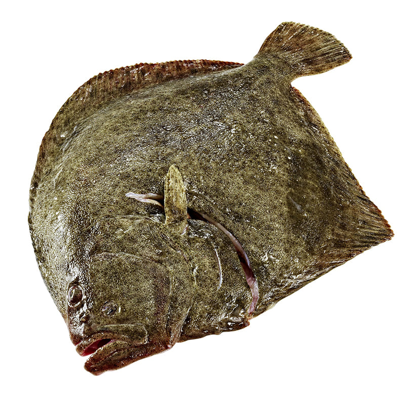 STEINBUTT