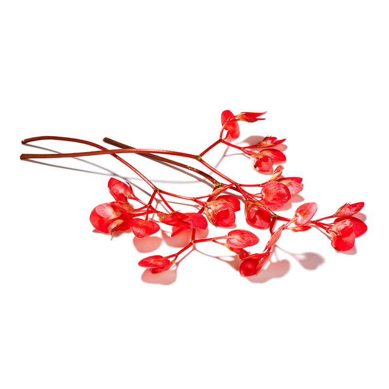 Apple Blossom "Koppert Cress"